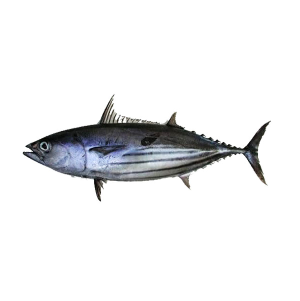 Bonito