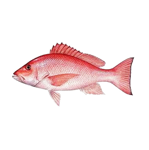 Pargo Fresco