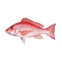 Pargo Fresco